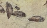 Fossil Fish (Gosiutichthys) Mortality Plate - Lake Gosiute #61571-2